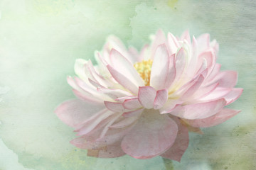 Lotus