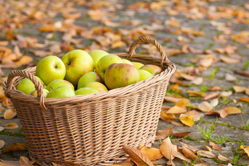 Crop of green apples in basket