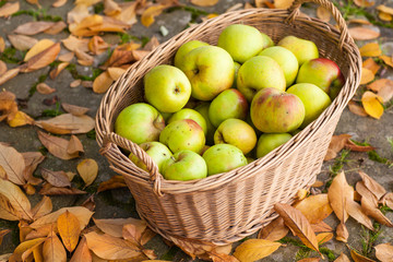 Crop of green apples in basket