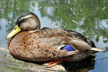 Mallard Duck