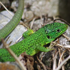 lézard vert - chartreuse