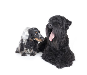 English cocker spaniel and a black terrier on a white background