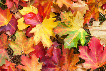 Fototapeta premium Autumn colorful maple leaves in park