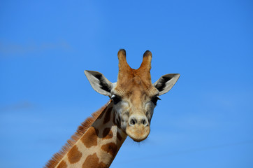 giraffe