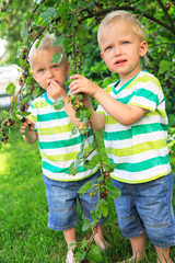 Fototapeta premium currant