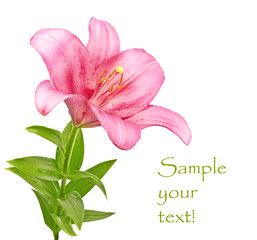 lily isolated on white background