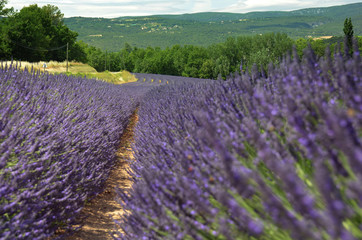 Fototapeta na wymiar A row of purple lavender field
