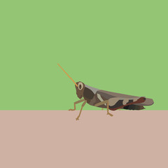 Grasshopper