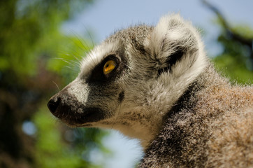 ring-tailed lemur head