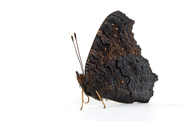 Kleiner Fuchs von der Seite