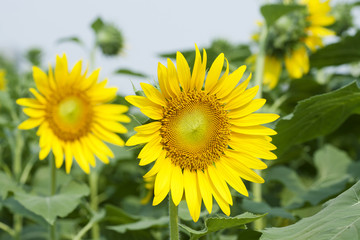 Sunflowers on plant