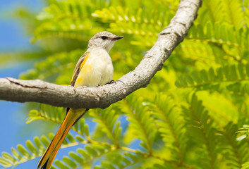 Female Fiery Minivet  on the tree in nature