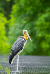 Lesser adjutant stork (Leptoptilos javanicus) standing