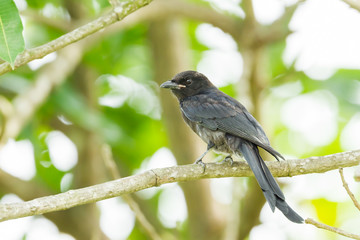 Obraz premium Black Drongoin nature looking at us