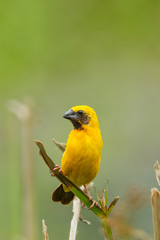 Close up of Male Asian Golden Weaver