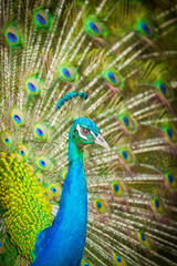 Obraz premium Portrait of the peacock