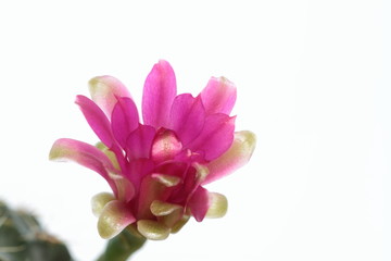 Obraz premium サボテンのGymnocalycium baldianumの花