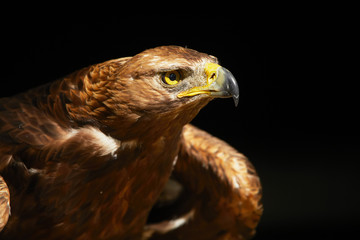 Golden Eagle