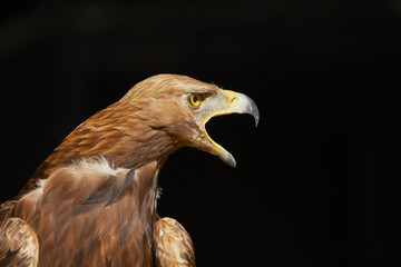 Golden Eagle