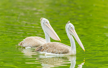 The Pelican swimming