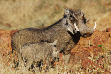 Warzenschwein