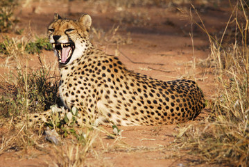 Gepard, Cheetah