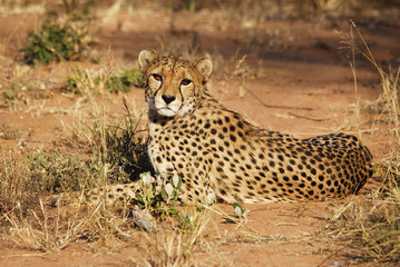 Gepard, Cheetha © Karin Witschi