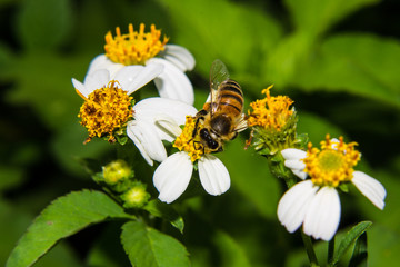 Macro of Bee on flower