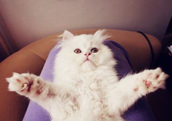 Adorable white Persian kitten