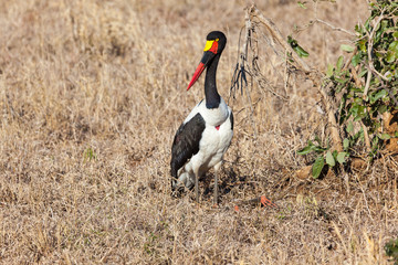 saddle-billed stork