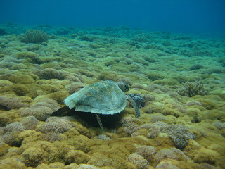 Fototapeta na wymiar Meeresschildkröte