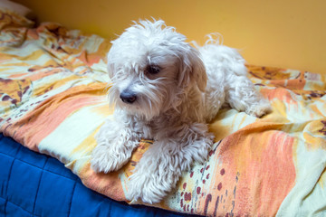 Maltese dog lying on the bed