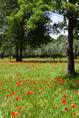 Red poppies on green field