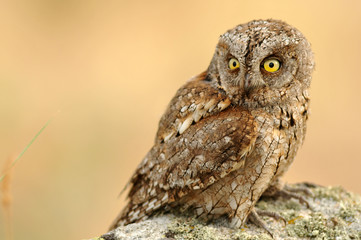 Mirada del autillo