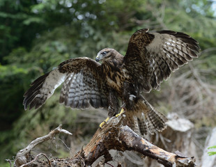 Buzzard