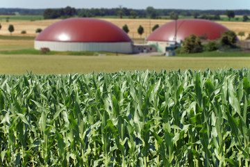 Biogasanlage und Maisfeld