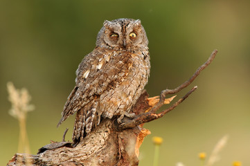 El autillo en el campo