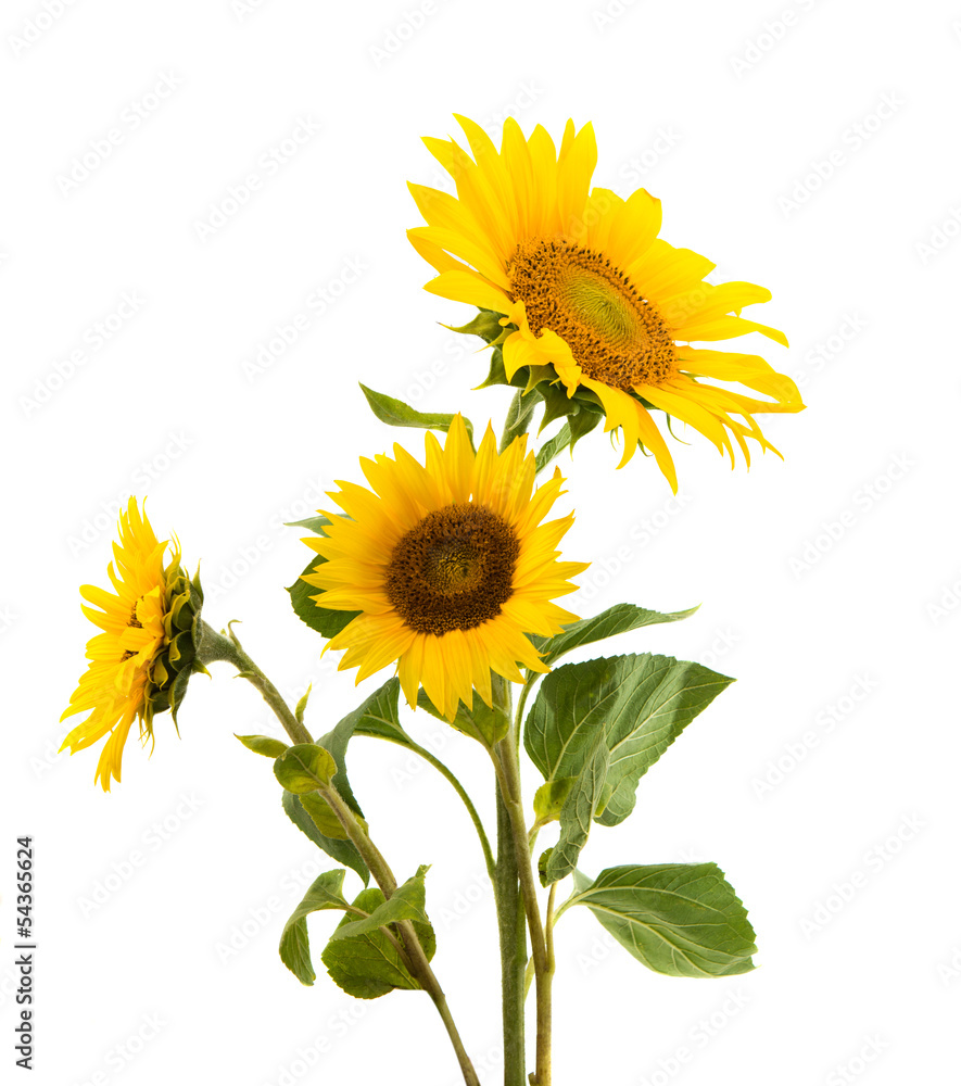 Wall mural sunflower isolated