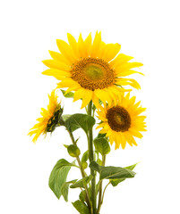 Obraz premium sunflower isolated