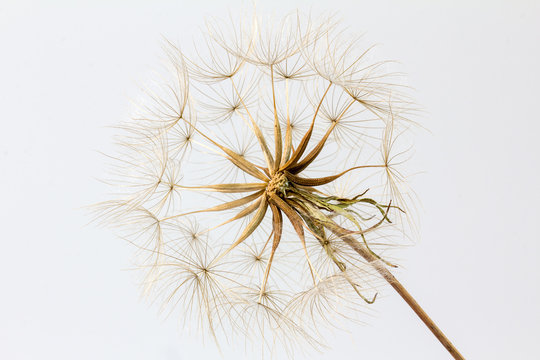 Fototapeta Wiesenbocksbart