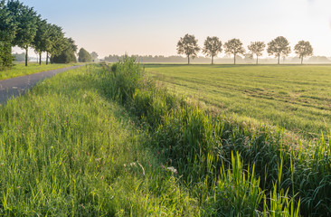Rural landscape in early morning light
