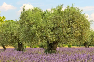 Photo sur Aluminium Lilas Olivenbaum im Lavendel