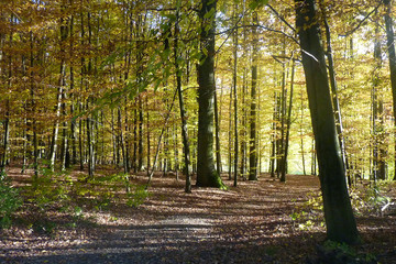 Waldweg im Herbst