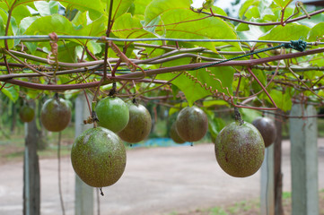 passing fruit tree