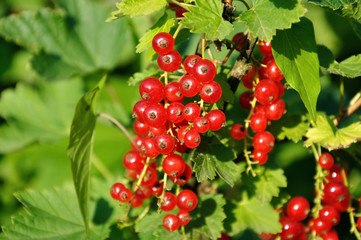 Cluster of redcurrants