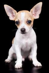 Small chihuahua dog standing isolated on black