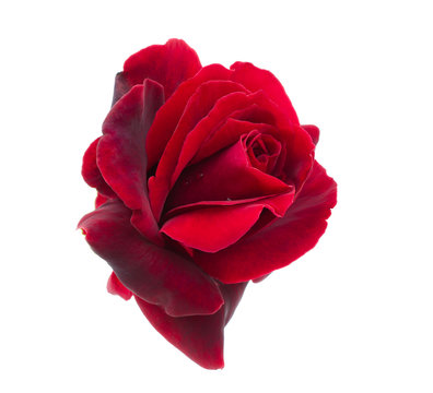dark red rose is on a white background