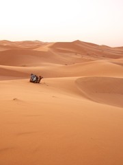 Fototapeta na wymiar Wielbłąd i Sahara