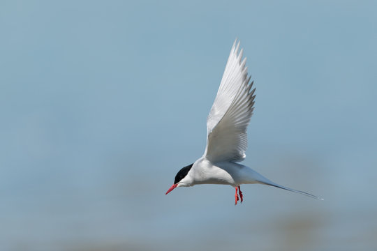 K&uuml;stenseeschwalbe, Arctic Tern, Sterna paradisaea