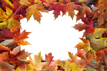 Naklejka na ściany i meble Colorful Maple Tree Fall Leaves Border
